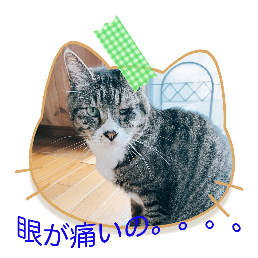 f:id:nekomozurin:20200307182519p:plain f:id:nekomozurin:20200307182519p:plain