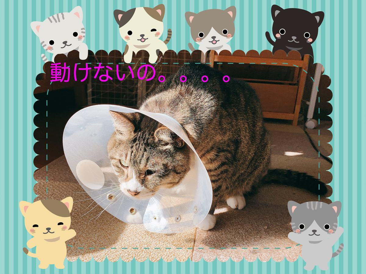 f:id:nekomozurin:20200307183637p:plain f:id:nekomozurin:20200307183637p:plain