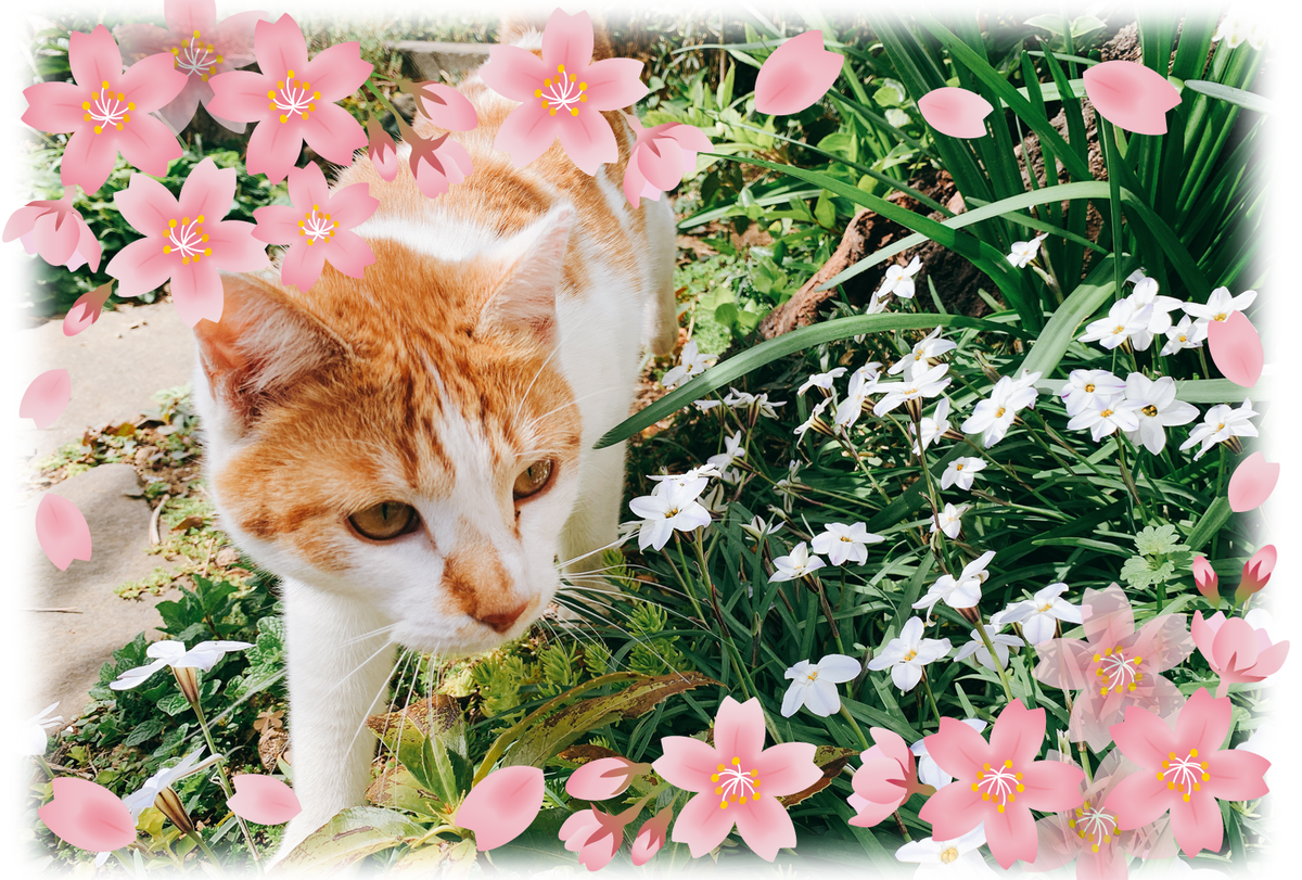 f:id:nekomozurin:20200324121559p:plain f:id:nekomozurin:20200324121559p:plain