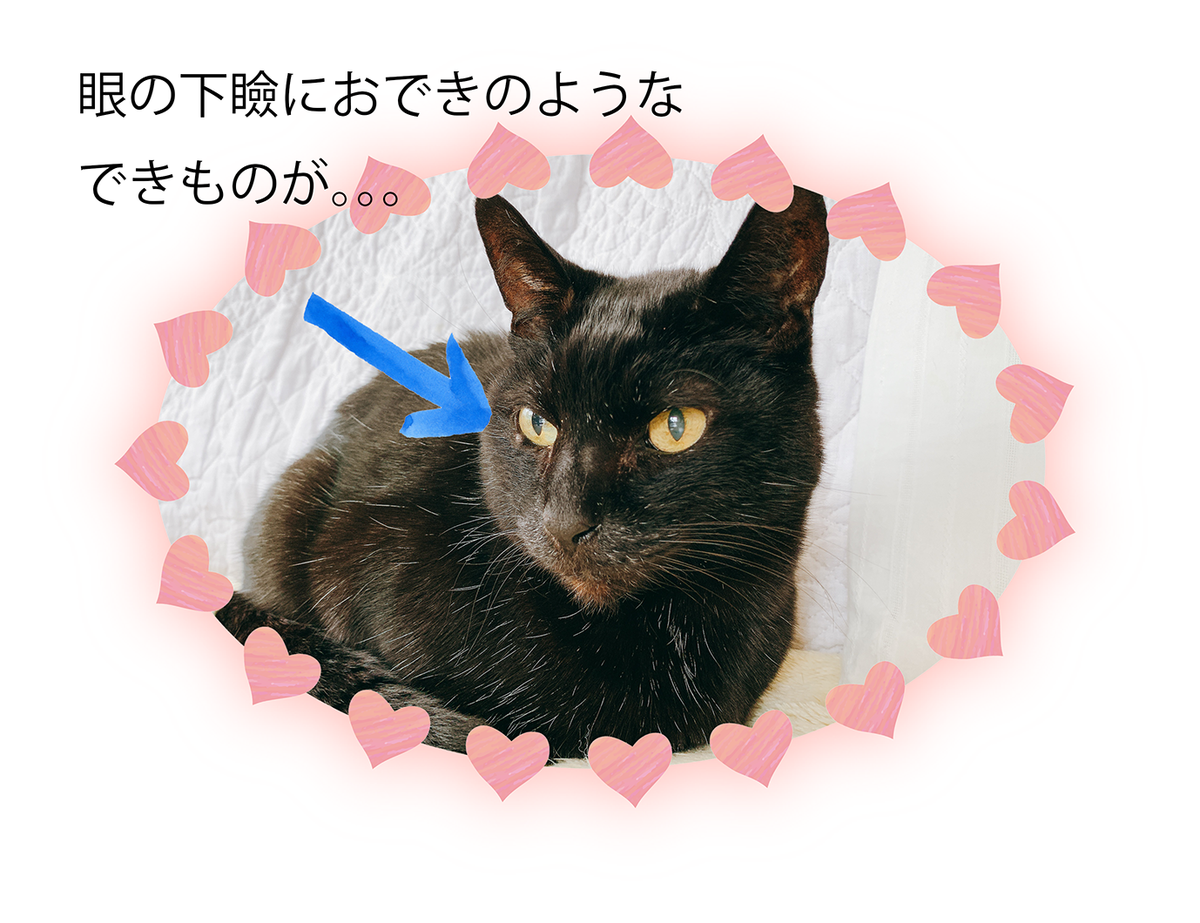 f:id:nekomozurin:20200407225547p:plain f:id:nekomozurin:20200407225547p:plain