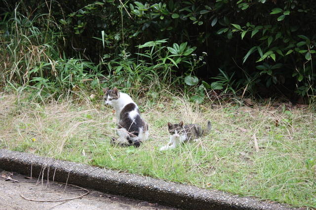 個別「親子猫 - 明石公園」の写真、画像 - 猫並のモブログモドキ