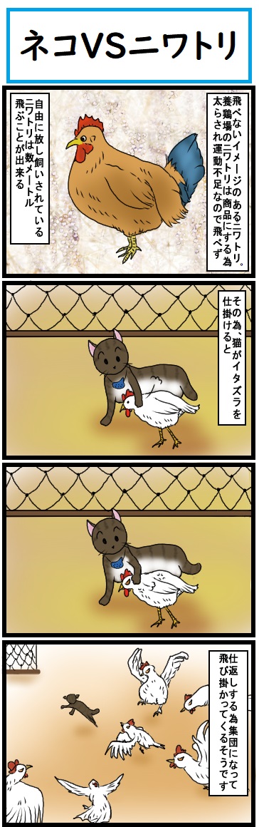 ほら ここにも猫 第372話 ネコvsニワトリ Cat Vs Poultry 猫とおえかきと東京巡り