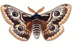 f:id:nekonekonyannyannyan:20200517075040j:plain f:id:nekonekonyannyannyan:20200517075040j:plain