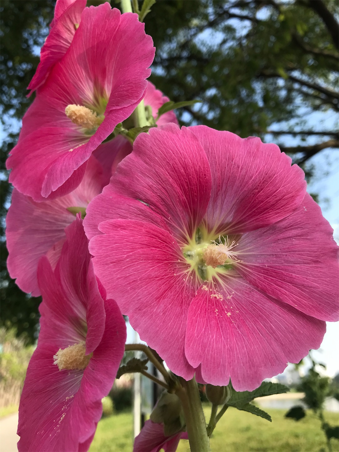 f:id:nekonekotarou:20200531060333j:image