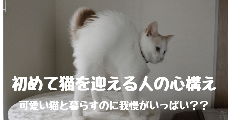 初めて猫を飼う人の心構え