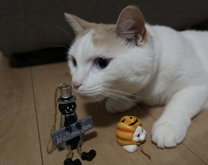 ハロウィンとはなちゃん