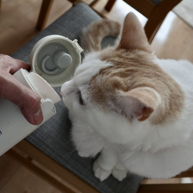 気になるにゃん