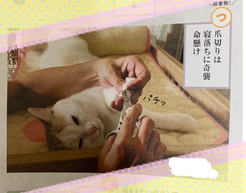 ねこのきもち企画ねこかるた