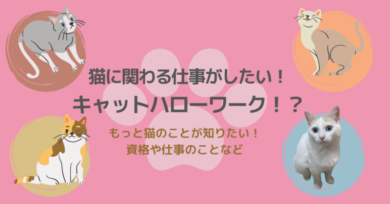 猫資格とは