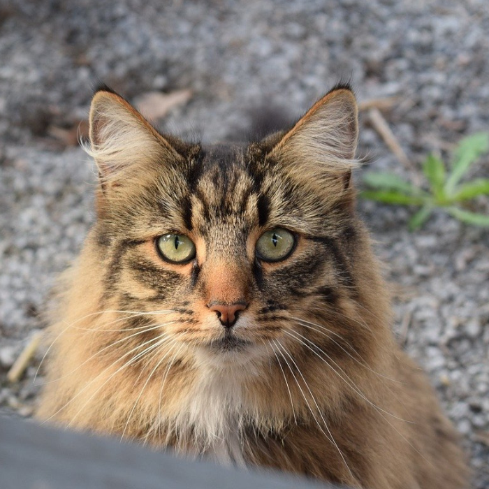 ノルウェーフォレストキャット