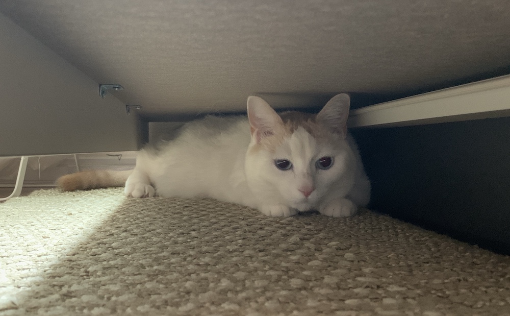 猫は隙間が大好き