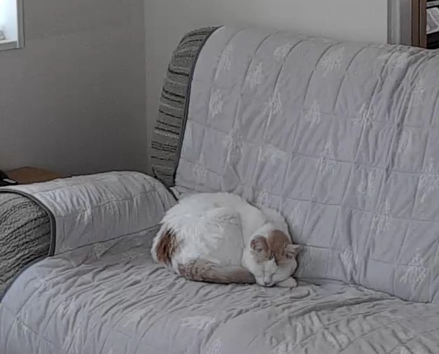 留守番中の猫の様子