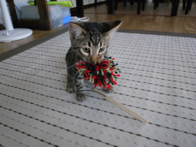 f:id:nekonohanashi:20100918075311j:image