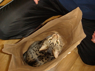 f:id:nekonohanashi:20110119222338j:image