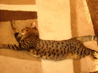 f:id:nekonohanashi:20110121153526j:image