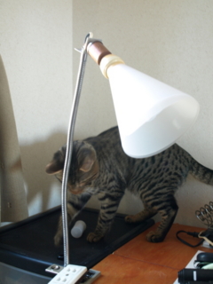 f:id:nekonohanashi:20110131100506j:image