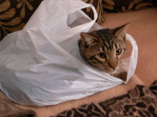 f:id:nekonohanashi:20110212161709j:image