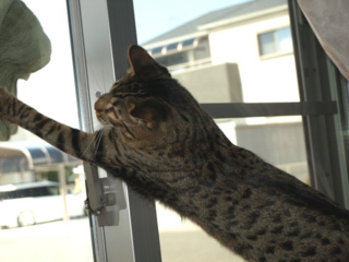f:id:nekonohanashi:20110311100408j:image