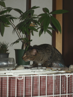 f:id:nekonohanashi:20110311171141j:image