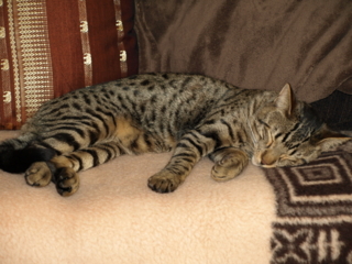 f:id:nekonohanashi:20110313113221j:image