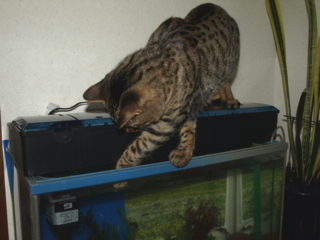 f:id:nekonohanashi:20110319104924j:image