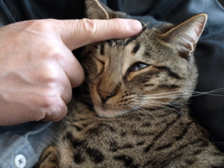 f:id:nekonohanashi:20110331114605j:image