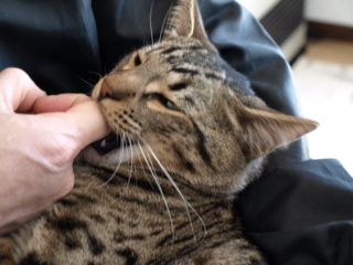 f:id:nekonohanashi:20110331114639j:image