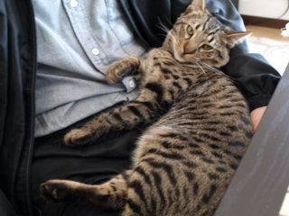 f:id:nekonohanashi:20110331114836j:image