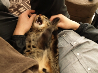 f:id:nekonohanashi:20110331120523j:image