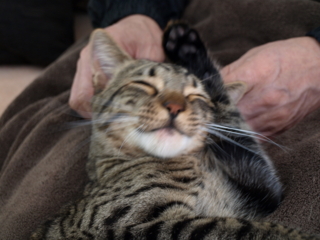 f:id:nekonohanashi:20110331134947j:image