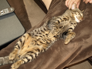 f:id:nekonohanashi:20110331140758j:image