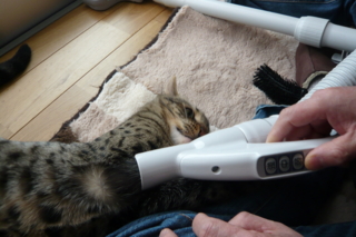 f:id:nekonohanashi:20110407093421j:image