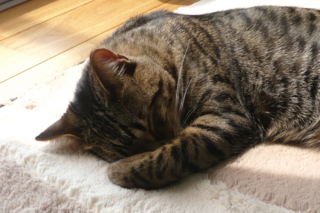 f:id:nekonohanashi:20110407123504j:image