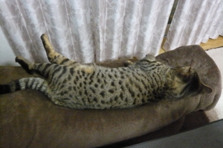 f:id:nekonohanashi:20110407193746j:image