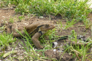 f:id:nekonohanashi:20110413120200j:image