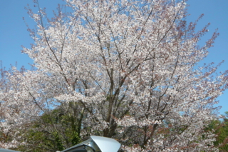 f:id:nekonohanashi:20110413135458j:image