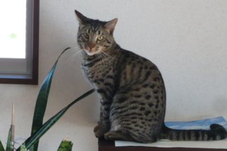 f:id:nekonohanashi:20110419153036j:image