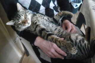 f:id:nekonohanashi:20110424071412j:image