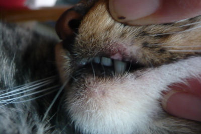 f:id:nekonohanashi:20110512091624j:image