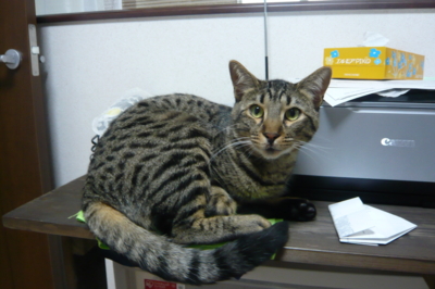 f:id:nekonohanashi:20110529165251j:image