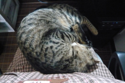 f:id:nekonohanashi:20110530145808j:image