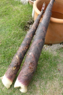 f:id:nekonohanashi:20110607153700j:image