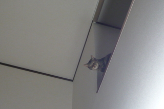 f:id:nekonohanashi:20110607195727j:image