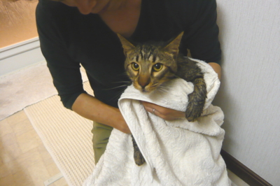 f:id:nekonohanashi:20110612211940j:image