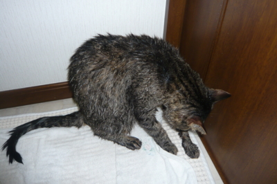 f:id:nekonohanashi:20110612212010j:image