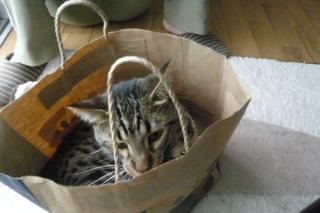 f:id:nekonohanashi:20110614092621j:image