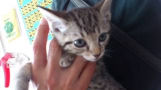 f:id:nekonohanashi:20110614131711j:image