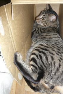 f:id:nekonohanashi:20110619164804j:image