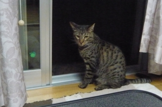 f:id:nekonohanashi:20110622203841j:image
