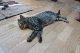 f:id:nekonohanashi:20110629115345j:image